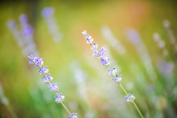 Lavender plant close up photo