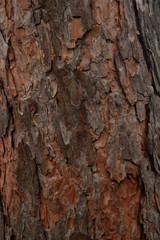 Texture of tree bark