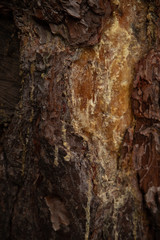 Pine bark texture with resin