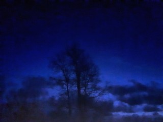 Obraz na płótnie Canvas Tree in the night - Fetsund 