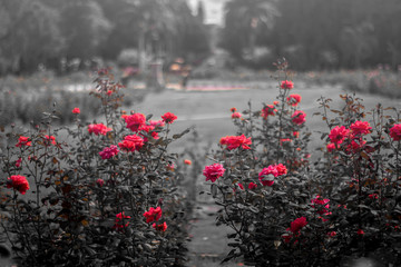 red roses garden beautiful background