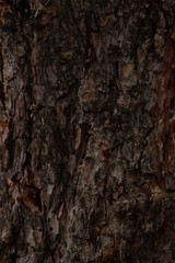 Dark bark of an old tree