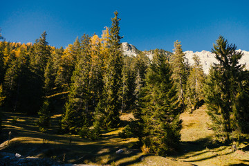 Herbstlicher Bergwald im Hochgebirge vor dunkelblauem Himmel