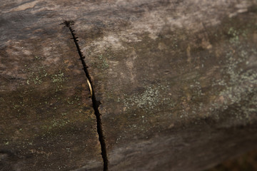 Coin inside the crack of the log