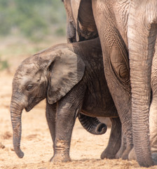 Fototapeta na wymiar Elefanten Mama passt auf