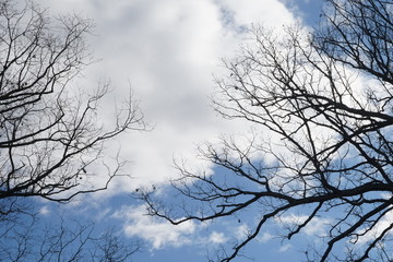 Fototapeta na wymiar Bare Tree Branches in Autumn against a White Cloud Blue Sky 