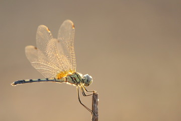 dragonfly green tail orange wings on tip of a branch - obrazy, fototapety, plakaty