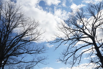 Bare Tree Branches in Autumn against a White Cloud Blue Sky 