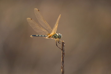 dragonfly green tail orange wings on tip of a branch