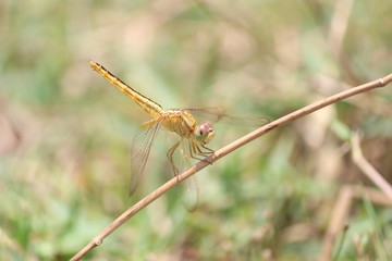 yellow dragonfly on a dry stick