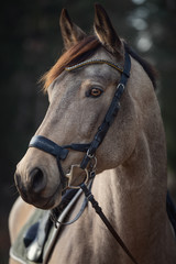 close portrait of beautiful stunning show jumping gelding horse with bridle and browband with beads in forest in autumn landscape