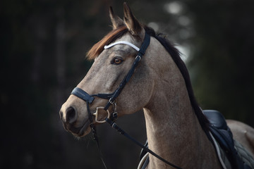 portrait of beautiful stunning show jumping gelding horse with bridle and white rowband with beads...