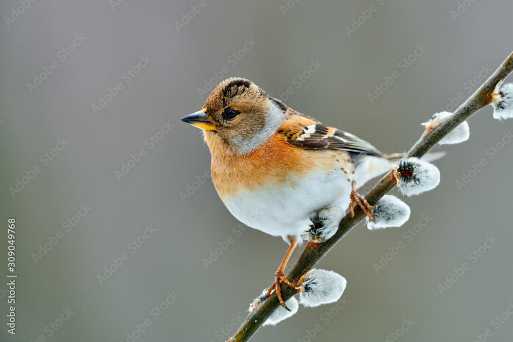 Canvas Prints Brambling (Fringilla montifringilla) in winter