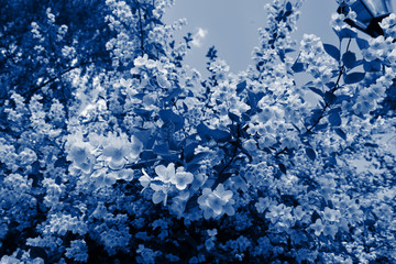 Classic blue jasmine background. Jasmine flowers blossoming in sunny day. Trendy colour 2020.