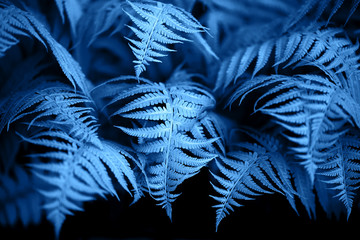 Beautiful ferns leaves blue foliage natural floral fern background. © Anna Efetova