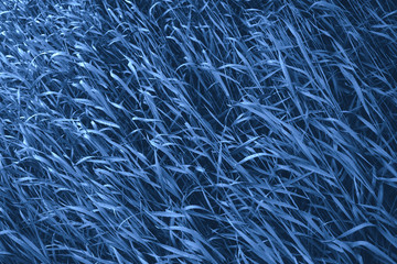 Texture of classic blue color grass for background or backdrop. Monochrome grass background texture. Element of design. Trendy colour 2020.