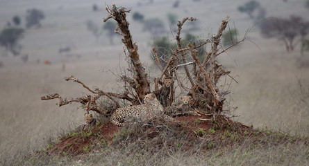 Gepard mit Nachwuchs © Ralf