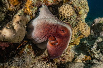 Octopus king of camouflage in the Red Sea, eilat israel 