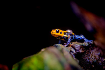 Mimic Poison Frog or poison arrow frog