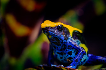 Dyeing dart frog, poisonous tropical frog.