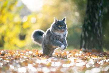 playful blue tabby maine coon cat running on autumn leaf covered grass in the sunlight