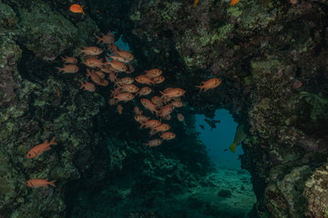 Fish swim in the Red Sea, colorful fish, Eilat Israel