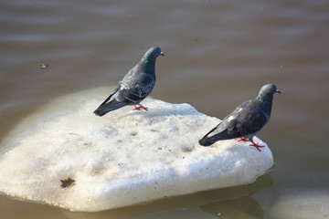 Birds flew on the melting river