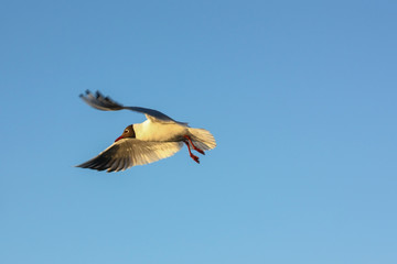 Birds flew on the melting river