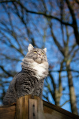 Naklejka na ściany i meble low angle view of a blue tabby maine coon cat sitting on rooftop of a shed looking at garden