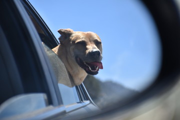 dog in car mirror