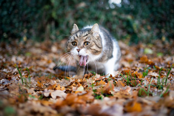 Naklejka na ściany i meble tabby white british shorthair cat outdoors in the garden throwing up puking on autumn leaves