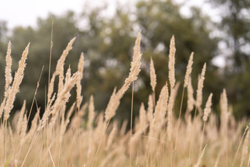 Savannah grass field in sun backlight,Twinkle with sunlight at noon.