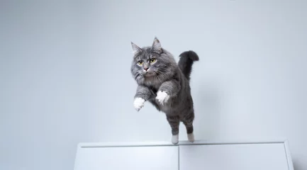  young blue tabby maine coon cat with white paws jumping off a white cupboard indoors with copy space © FurryFritz