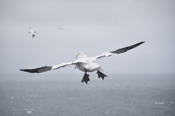 Helgoland Basstölpel