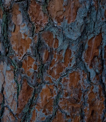 Close-up of bark