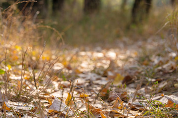 Autumn wild forest. Well-trodden path, fallen yellow leaves and yellowed grass