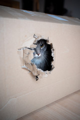 young playful blue tabby maine coon cat inside a cardboard box looking out through a hole