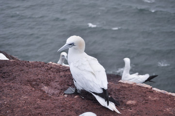 Helgoland Basstölpel