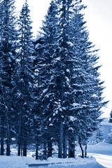 Fir branches classic blue spruce. Close up. Branches of classic blue spruce. Winter monochrome nature background. Spruce needles. Fluffy Christmas classic blue tree. Trendy color 2020.