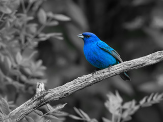 Fototapeta premium Blue Indigo Bunting on black and white background