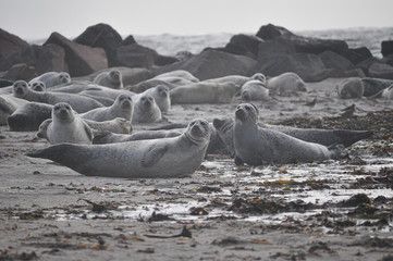 Fototapeta premium Robben auf Helgoland