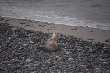 Robben auf Helgoland