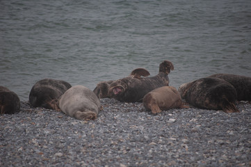 Fototapeta premium Robben auf Helgoland