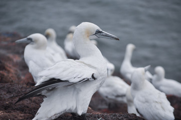 Helgoland Basstölpel