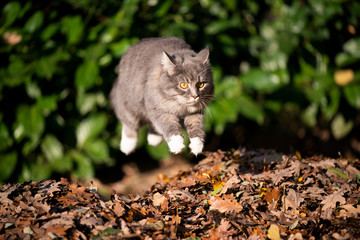 Naklejka na ściany i meble young maine coon cat jumping over a pile of autumn leaves outdoors in the garden