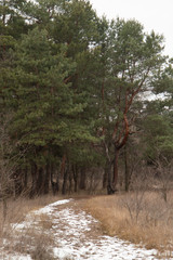 Trail in the pine forest, Ukraine