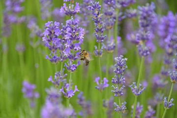 bee and lavender flowers