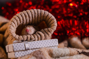 Funny white rat peeps out of the sleeve. Year of the white rat.