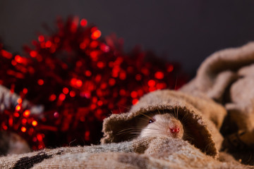 Cute rat slowly comes out of the sleeve. Year of the white rat. 2020 is new. 4k