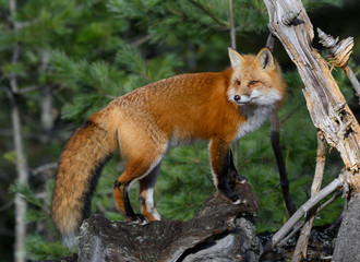 Red Fox Portrait in Fall